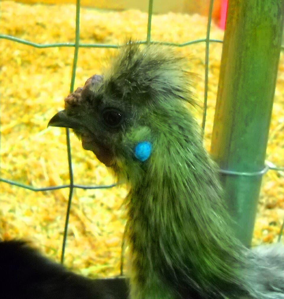 Silkie chicken hen