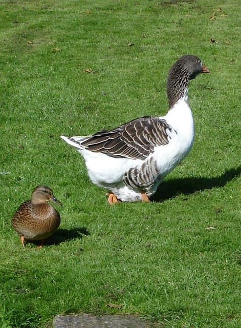 Mallard duck