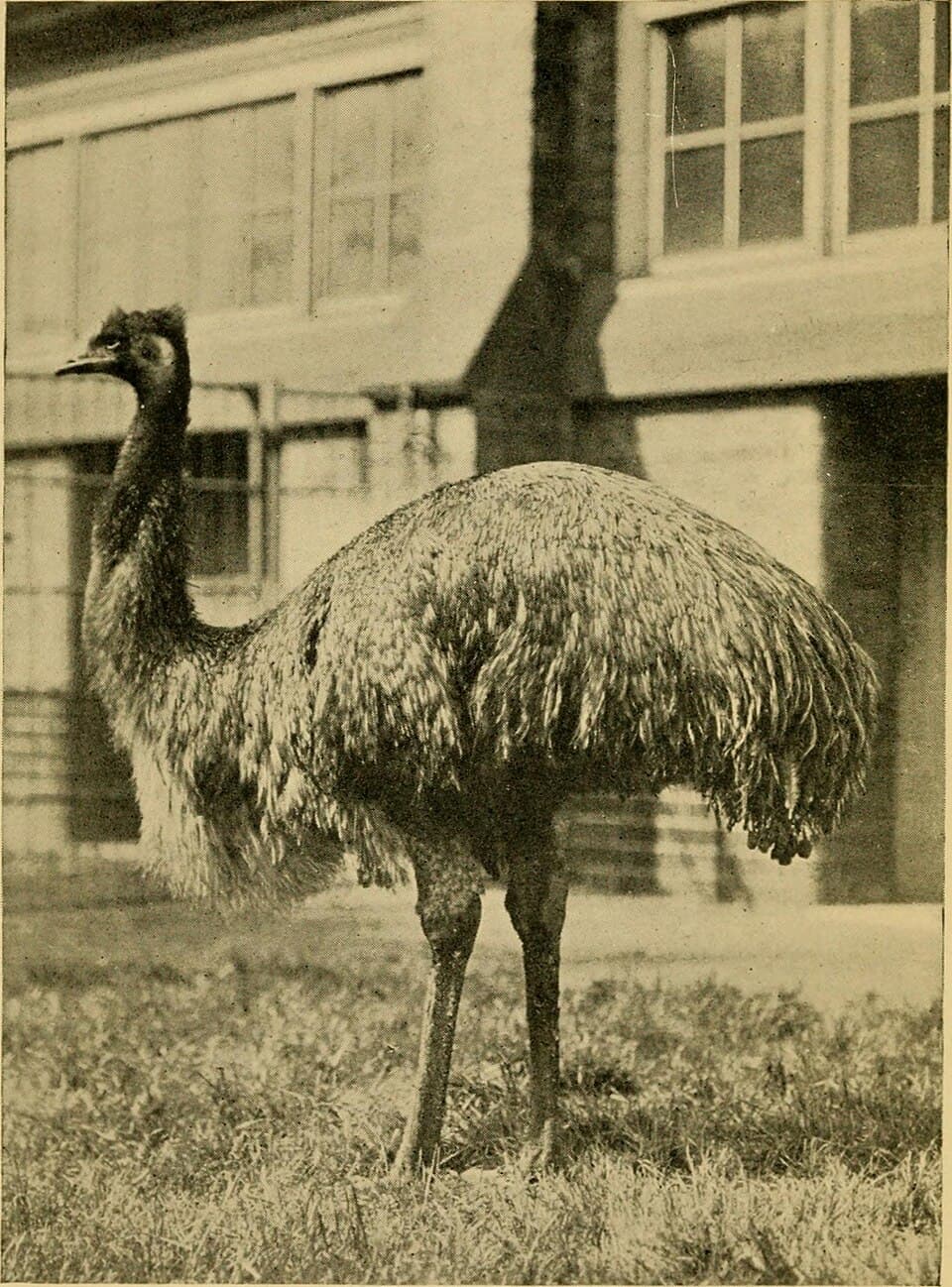 Emu