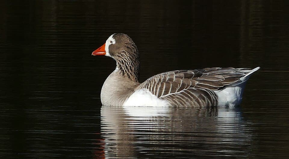 Domestic goose