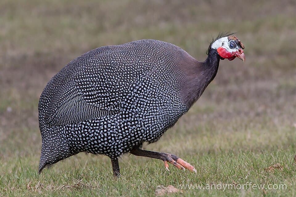 Helmeted guinea fowl