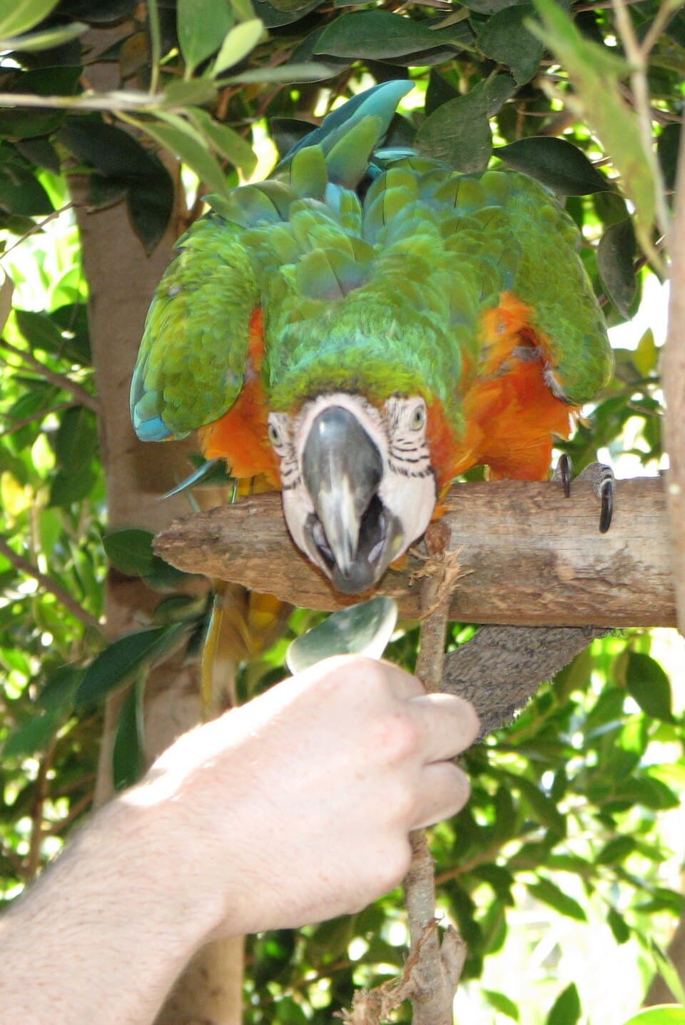 Macaw parrot