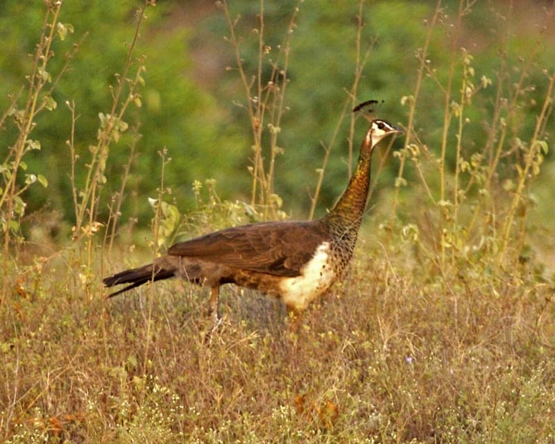 Indian peafowl