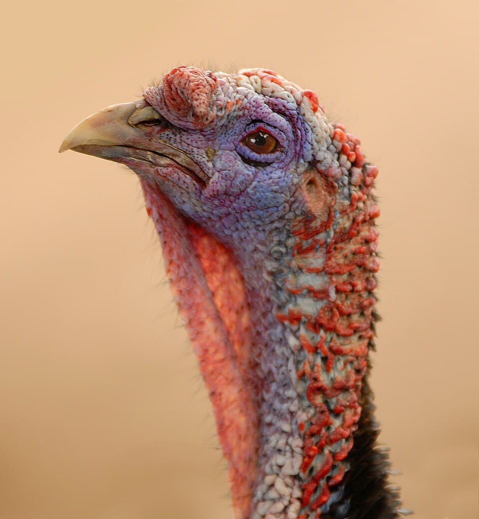 Wild turkey