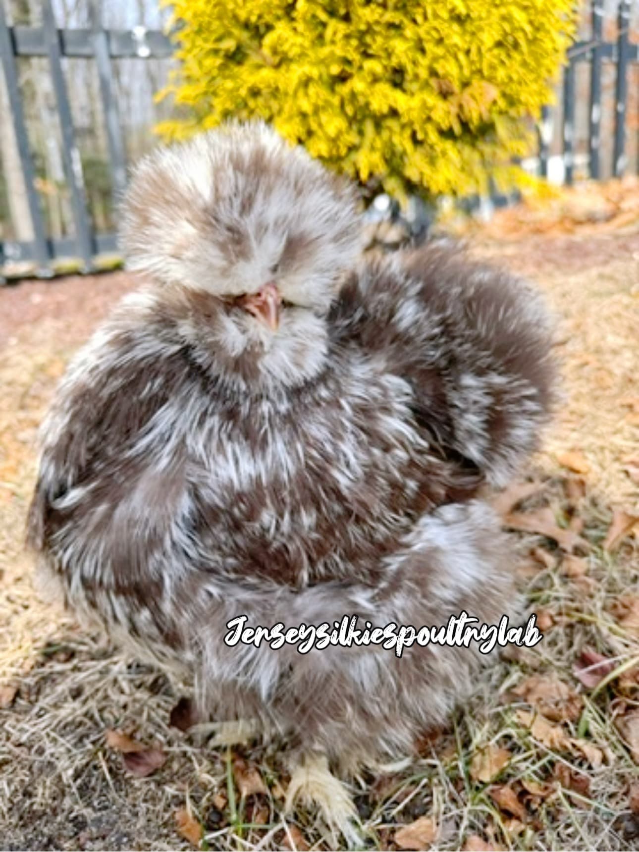 6 Chocolate mottled silkies eggs